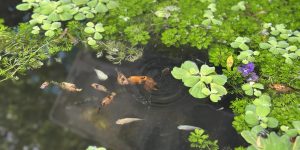 Tôi chưa mua xe điện thời điểm này IMG_9054_zip